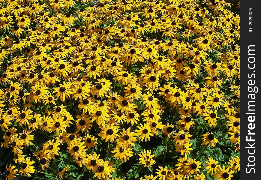 A carpet full of sunny brown eyed susans. A carpet full of sunny brown eyed susans.