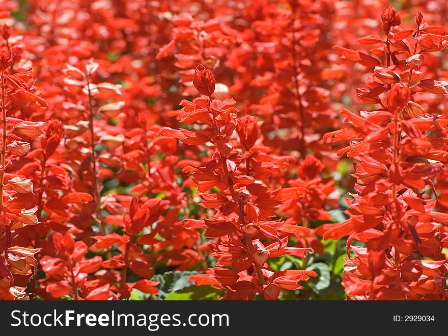 A bed full of bright red firecracker flowers. A bed full of bright red firecracker flowers.