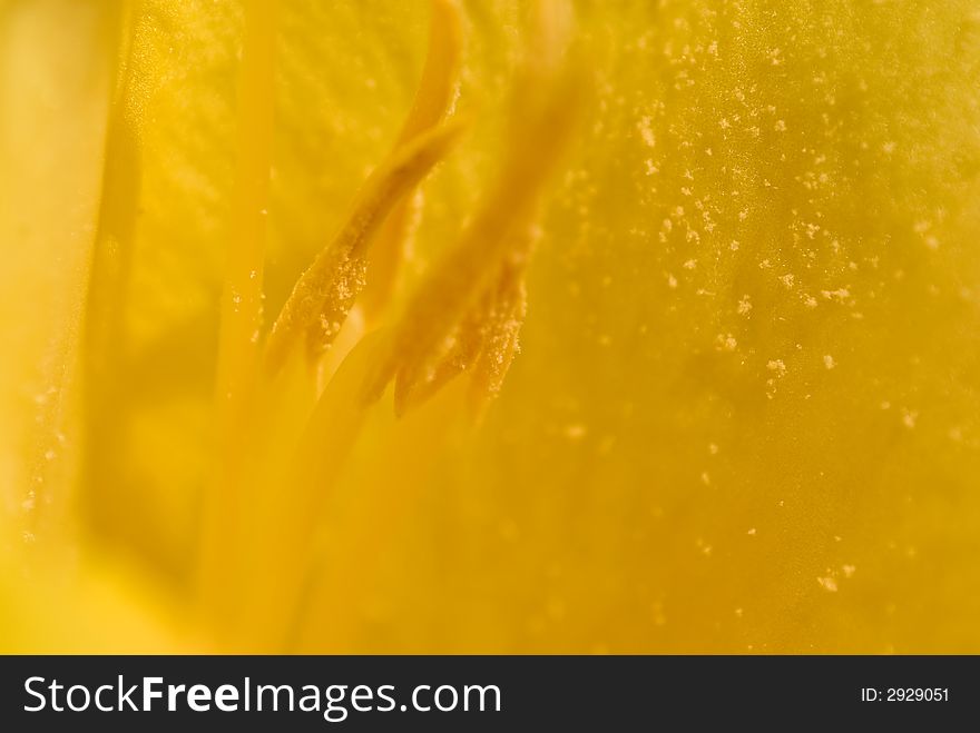 Closeup of pollen on the stamen of a yellow lily flower. Closeup of pollen on the stamen of a yellow lily flower.