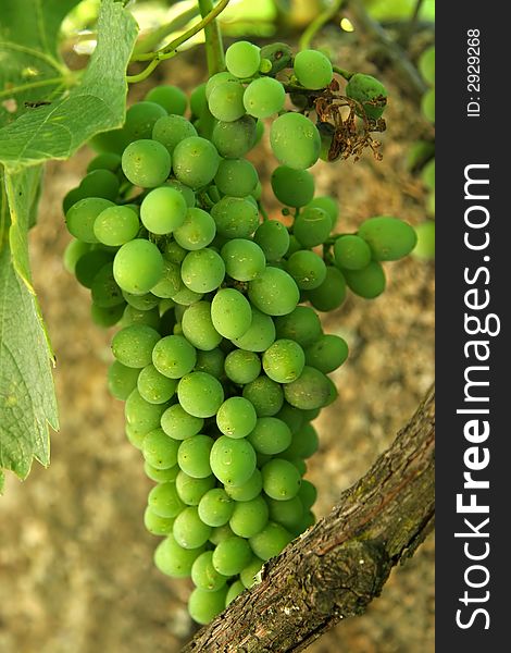 Big white grape cluster closeup on a vineyeard