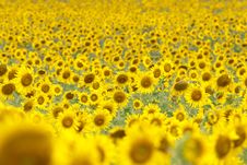 Sunflowers Field Royalty Free Stock Image Sunflowers Field Royalty Free Stock Image