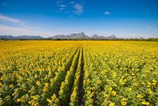 Sunflower Field Stock Photography Sunflower Field Stock Photography