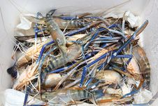Living Crawfish Stock Photo Living Crawfish Stock Photo