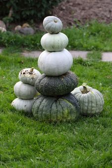 Fresh Harvested Pumpkins Royalty Free Stock Images Fresh Harvested Pumpkins Royalty Free Stock Images
