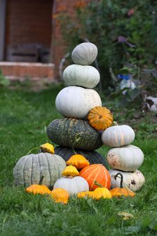 Fresh Harvested Pumpkins Stock Photography Fresh Harvested Pumpkins Stock Photography