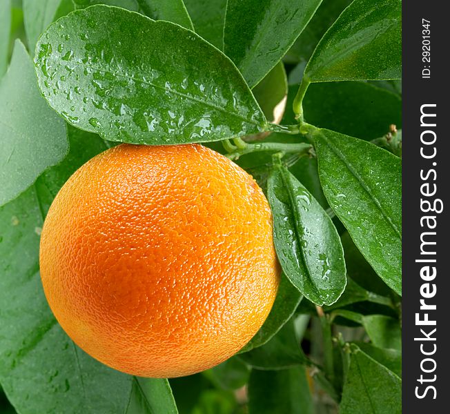 Oranges on a citrus tree.