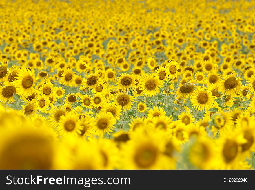 Sunflowers field is in thailand