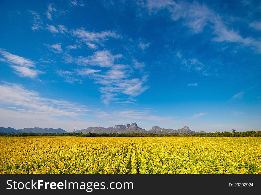 Blue sky and sunflower field