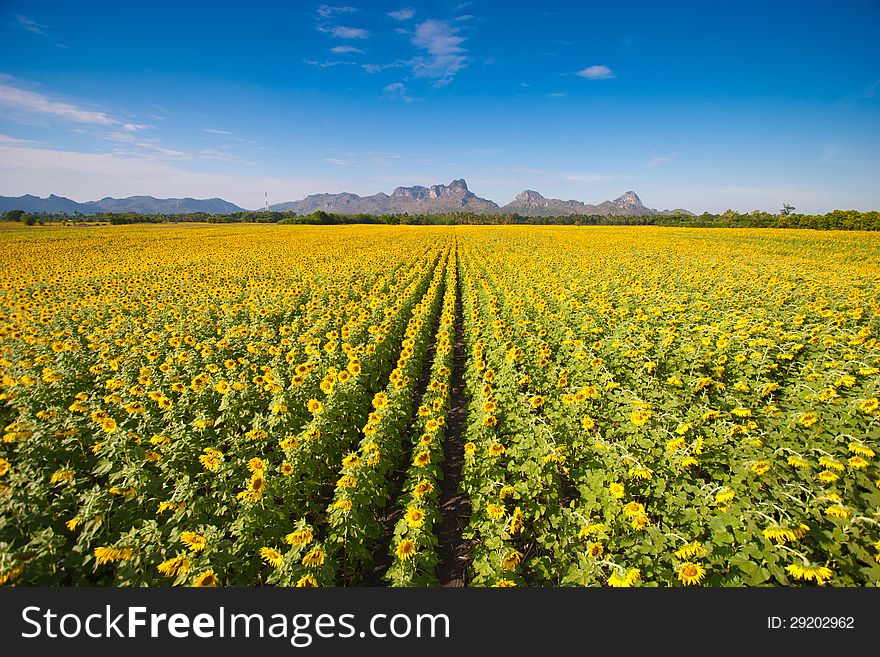 Sunflower Field