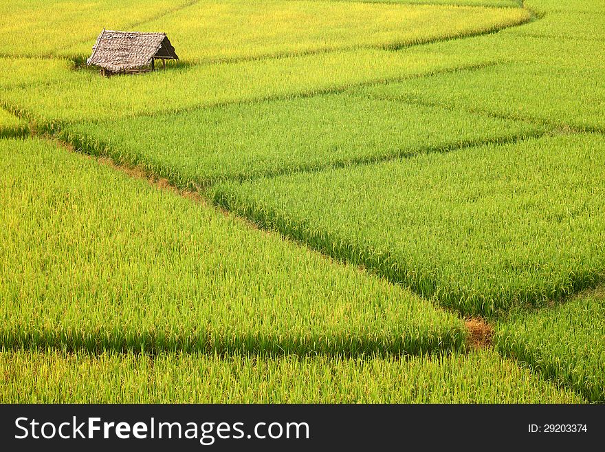 Hut And Rice Fields