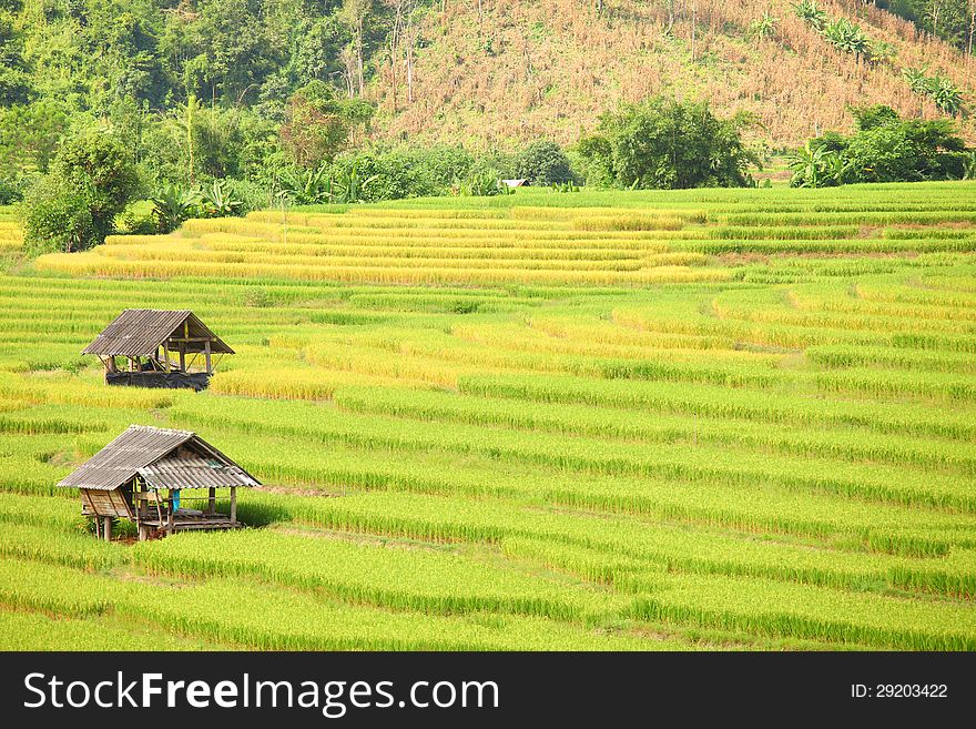 Terraced rice fields in northern Thailand. Terraced rice fields in northern Thailand