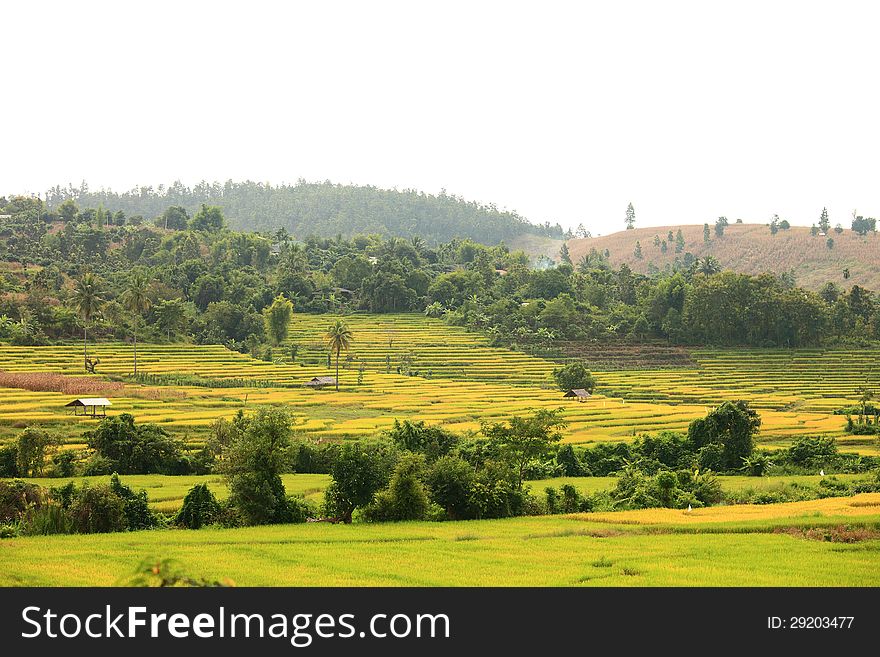 Terraced rice fields in Thailand. Terraced rice fields in Thailand