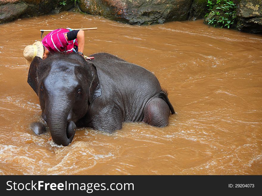 Elephant caretaker is bathing a small elephant calf