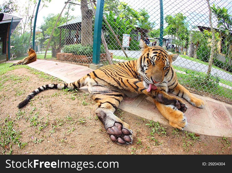 Tigers are sitting cute post