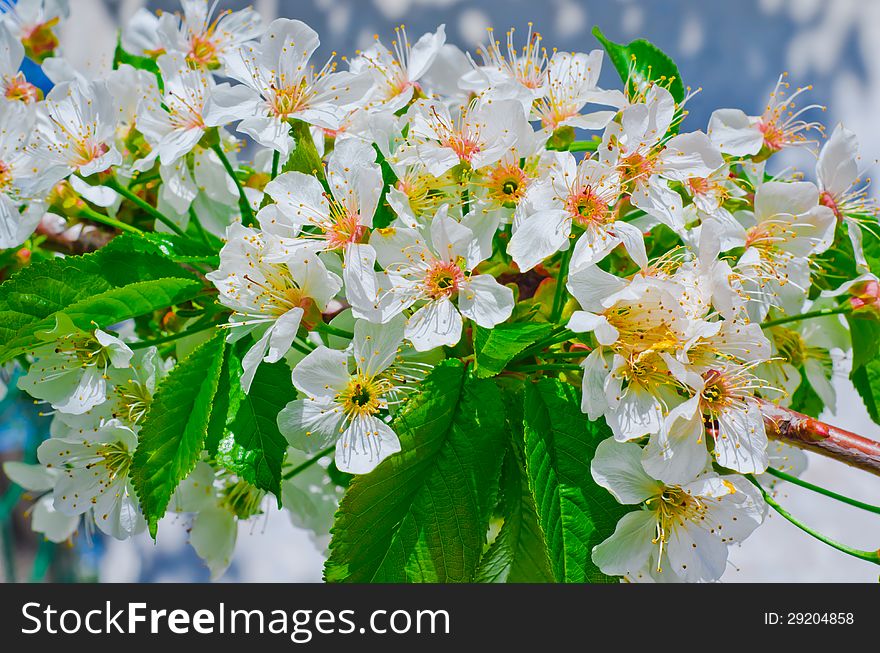 Blooming cherry branch on a background of the sky