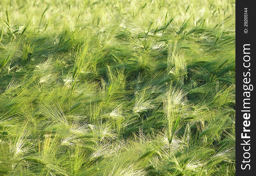 Green cereal field close-up as background