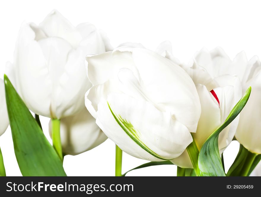 Spring white tulips isolated on white background