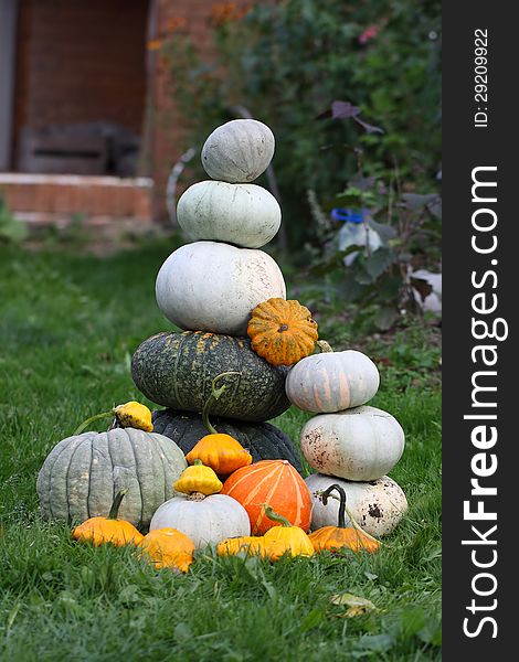 Fresh harvested pumpkins