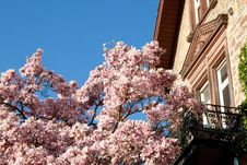 Magnolia Tree Royalty Free Stock Image Magnolia Tree Royalty Free Stock Image