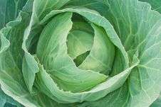 Green Cabbage Stock Photography