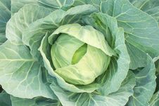 Green Cabbage Royalty Free Stock Photography