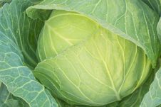 Green Cabbage Stock Photos Green Cabbage Stock Photos