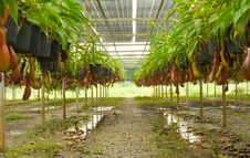 Nepenthes Stock Photo Nepenthes Stock Photo