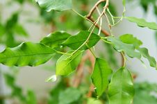 Branch With Green Leaves Royalty Free Stock Photography Branch With Green Leaves Royalty Free Stock Photography