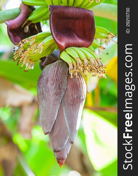 Banana flower in a tropical garden. Banana flower in a tropical garden