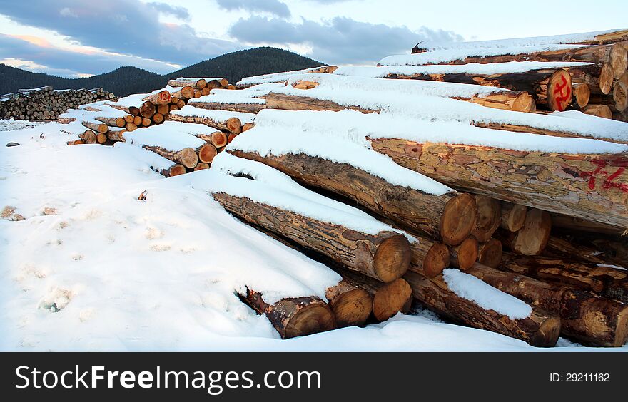 Timber logs in the forest