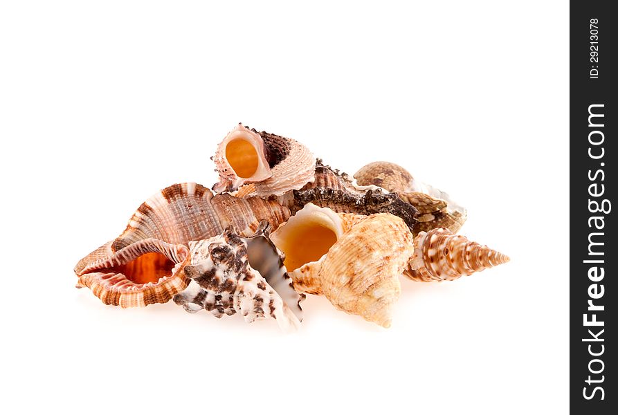 Collection of seashells on a white background