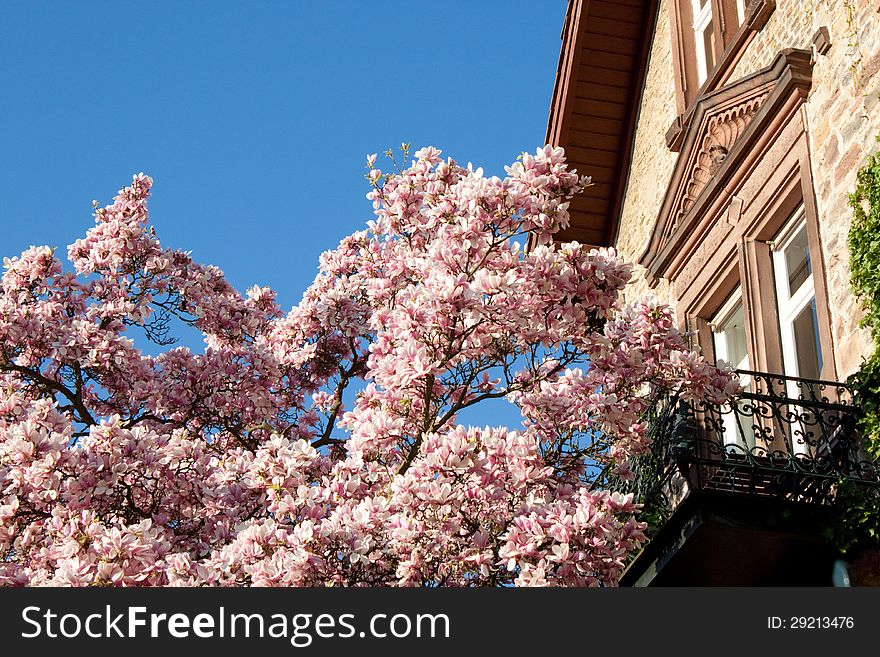 Blooming magnolia tree in front of an old house