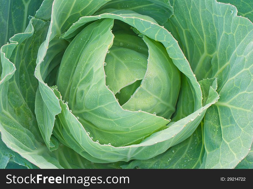 Close up of green cabbage in the morning