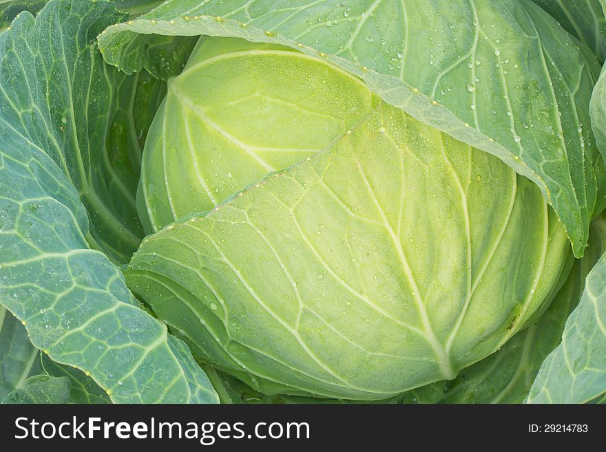 Close up of green cabbage in the morning