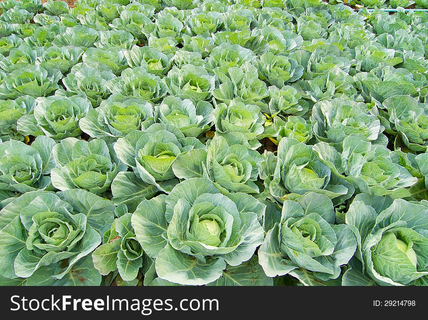 Green cabbage in field