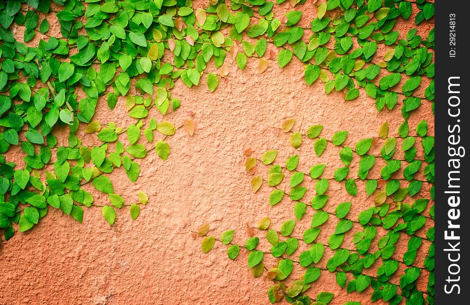 Green plant on the brown cement background. Green plant on the brown cement background