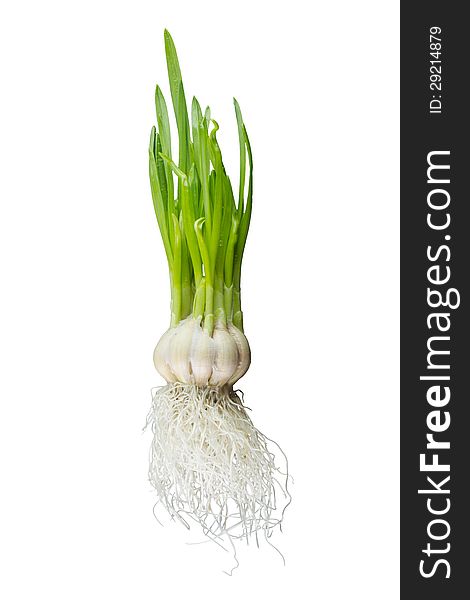 Sprouting Garlic