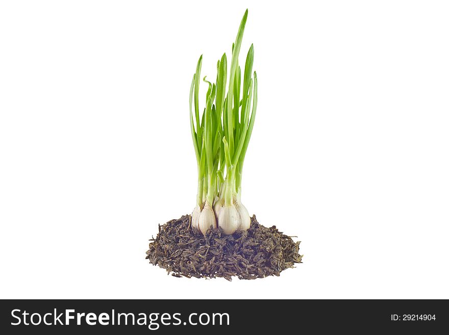 Sprouting garlic isolated on white background