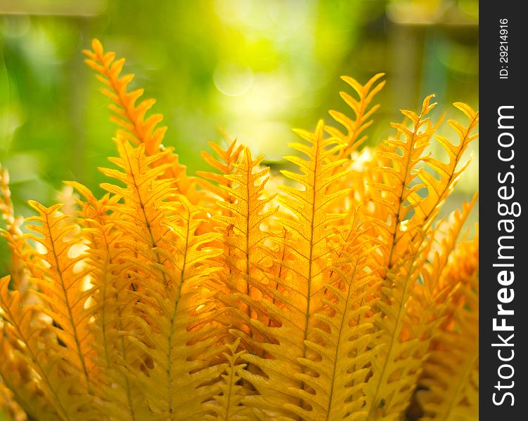 Golden fern in sunlight background