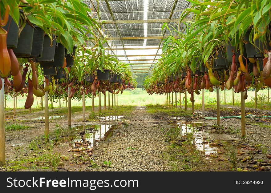 Nepenthes for sale in flower market, Thailand