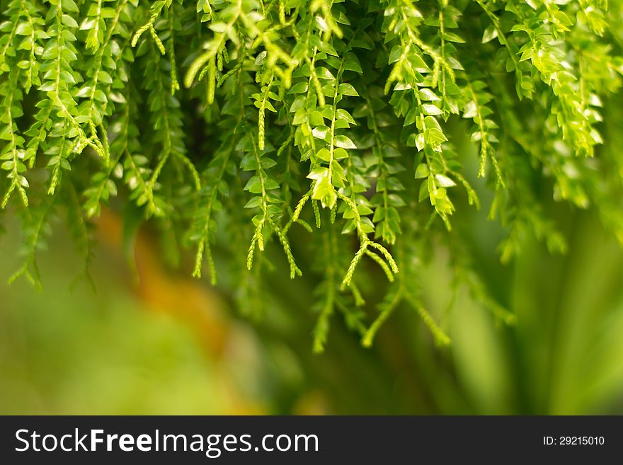 Picture of green fern background. Picture of green fern background