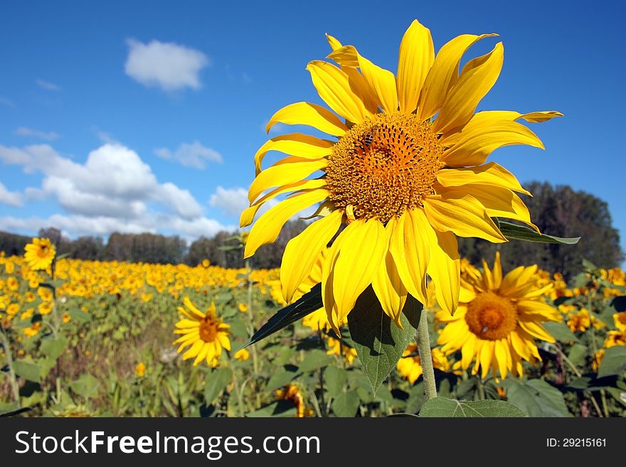 Field of ripe yellow sunflowers. Field of ripe yellow sunflowers