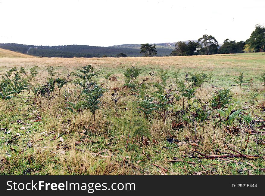 Bracken Fern