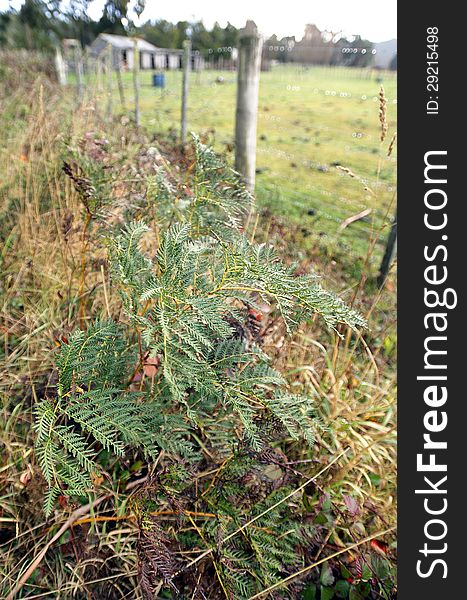 Bracken Fern