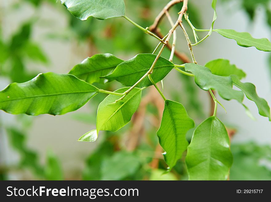 Branch with green leaves on blured background