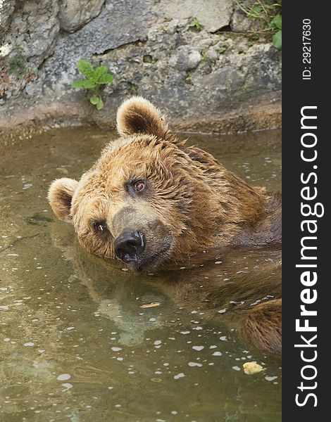 Brown bear taking a bath in the lake. Vertically.