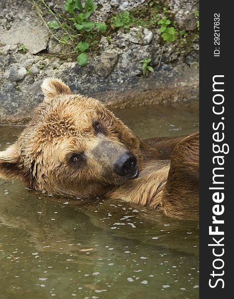 Brown Bear Taking A Bath In The Lake.