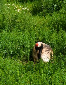 Red-crowned Crane Stock Photos Red-crowned Crane Stock Photos
