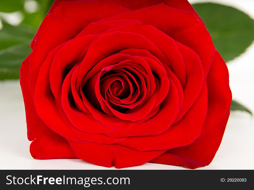 Macro flower bud roses