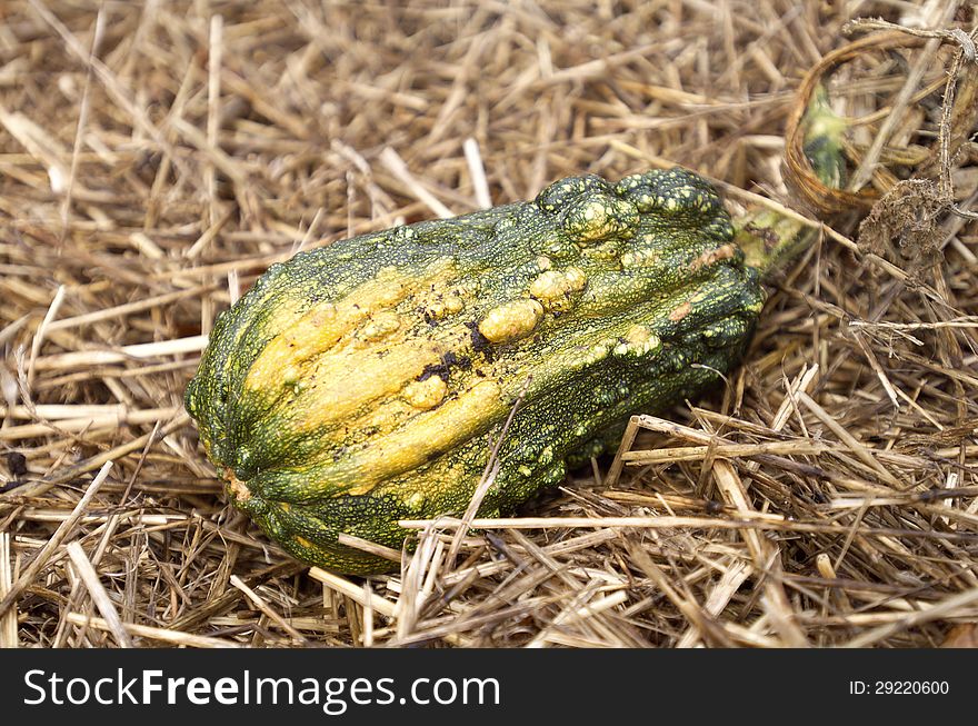 Gourds are one of the earliest crops to be domesticated by man, having been grown for at least 10,000 years as ornamentation or for making musical instruments and utensils. Normally they are inedible due to a lack of flesh or undesirable flavor